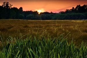 a field of tall grass with the sunset in the background at Ferienwohnung Spreewald pur in Stennewitz