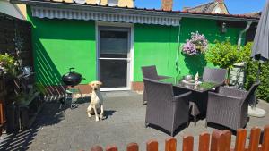a dog standing in front of a green building at Ferienwohnung "Christina" in Steinkirchen +11 photos