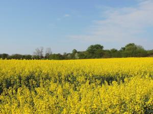 a yellow rapeseed field with trees in the background at Ferienwohnung Pauly in Niesgrau