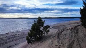 two trees on a sandy beach near the water at Holzhaus am Bergheider See in Buschmühle