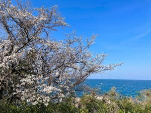 a tree with white flowers in front of the ocean at 音毬 - Otomari - in Miyazu