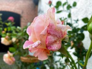 a pink flower in front of a building at Landhaus Kreitlow in Ribnitz-Damgarten