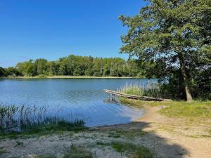 a lake with a tree and a wooden dock at Ferienhaus "Am Flachsee" in Sophienhof