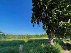 a tree in the middle of a grassy field at Ferienhaus "Am Flachsee" in Sophienhof