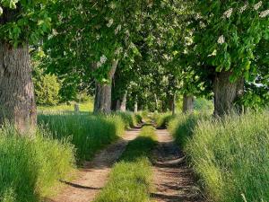 two dirt paths in a field with trees at Ferienhaus "Am Flachsee" in Sophienhof