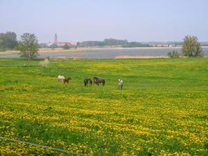 a group of horses grazing in a field of flowers at Ferienhaus Bohne in Rubitz