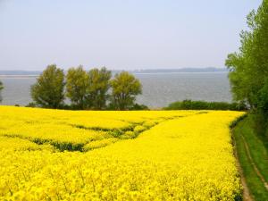 a yellow rapeseed field with water in the background at Ferienhaus Bohne in Rubitz