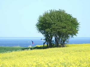 a field of yellow flowers with trees and the ocean at Klingl Ankerplatz Perle in Schönhagen