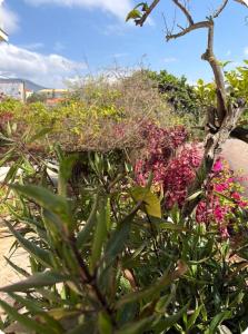 a garden with pink flowers and a tree at Γιασεμί 5 in Fiskardo