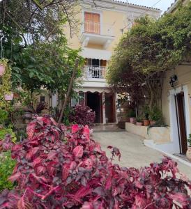 a dog walking past a pile of pink flowers in front of a house at Γιασεμί 5 in Fiskardo
