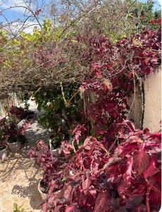 a bunch of plants in pots next to a wall at Γιασεμί 5 in Fiskardo