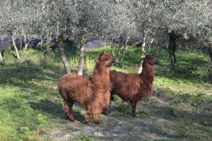 Állatok a nyaralóban vagy a közelben