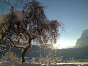 a tree covered in snow with a mountain in the background at Apartment Marialis in Bizau