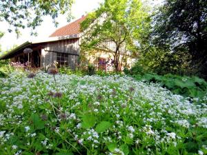 a field of flowers in front of a building at Ferienhaus Apfelhof in Tressow