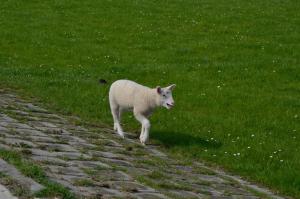 a white lamb walking down a brick road at Ferienwohnung Landliebe in Süderschweiburg