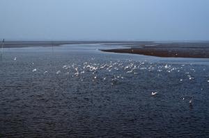 a flock of birds swimming in the water at Ferienwohnung Landliebe in Süderschweiburg
