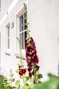 a bunch of flowers on the side of a building at Fh "luv" in Ueckermünde