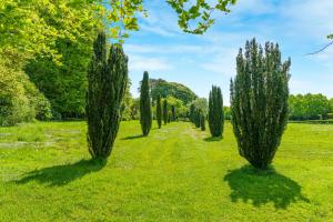 a row of cypress trees in a field at West Kennett House in Marlborough