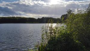 a view of a large lake with trees in the background at Kölp - Block`s Ferienhäuschen in Kolpinsee
