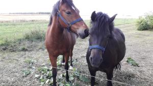 two horses standing next to each other in a field at Ferienwohnungen auf dem Lande in Kittendorf