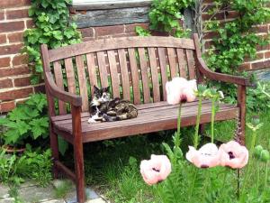 a cat laying on a wooden bench in a garden at Ferienwohnungen auf dem Lande in Kittendorf