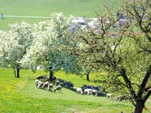 eine Schafherde grast auf einem Feld mit Bäumen in der Unterkunft Minabauer in Altmünster