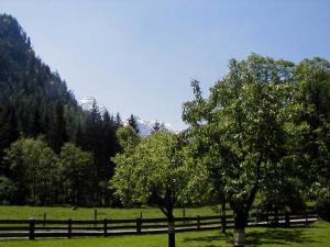 a field with two trees and a fence at Ferienwohnung Jirkal in Sankt Martin bei Lofer