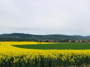 a yellow rapeseed field with a field of flowers at Ferienwohnungen Landliebe "Auszeit mit Wohlgefühl" in Catharinau