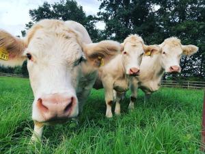 three cows standing in the grass in a field at Ferienwohnungen Landliebe "Auszeit mit Wohlgefühl" in Catharinau