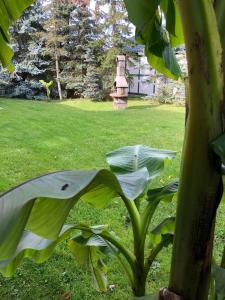 a green plant with a large leaf next to a house at Haff-Ostseeferienhaus Nebengebäude in Mönkebude