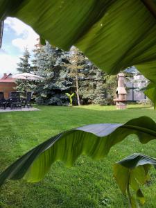 a close up of a large green leaf at Haff-Ostseeferienhaus Nebengebäude in Mönkebude