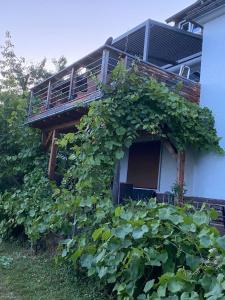 a building with a bunch of ivy growing around it at Ferienwohnung in Hannoversch Münden +19 photos