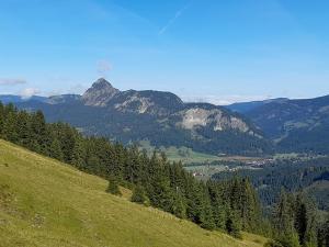 a green hill with trees and mountains in the background at Haus Peintner in Tannheim