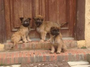 Mascotas con sus dueños en Domaine Le Chec