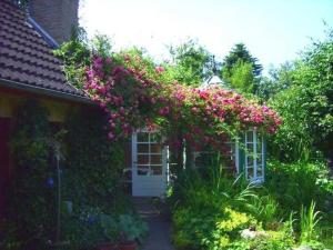 a bunch of pink flowers on the side of a house at Ferienwohnung Diena - Unterkunft mit toller Ausstattung und zwei Terrassen in Tarp