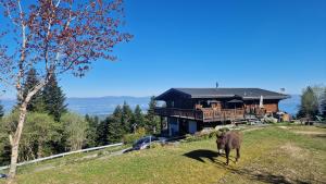 a horse standing in the grass in front of a house at Appartement Les Montagnes de Saxel in Saxel