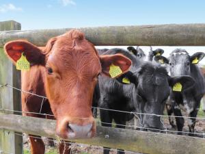 a group of cows standing behind a fence at Teifi Cottage - Uk49590 in Llansawel