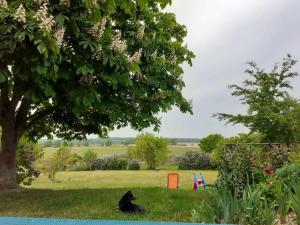 a black dog sitting in the grass under a tree at Ferienwohnung Zum Seeblick in Dahmen