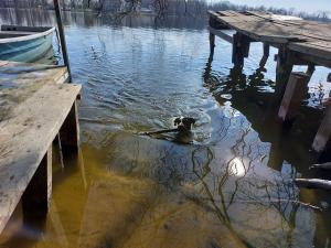 a dog swimming in the water near a dock at Ferienhaus Altes Kabinett in Schorssow