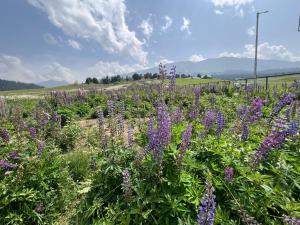 a field of purple flowers with mountains in the background at gulmarg peak view resort in Gulmarg