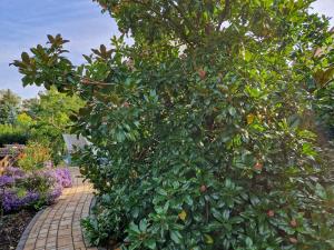 a large green tree with fruits on a brick walkway at Dresden, Ferienhaus Strietzel in Dresden