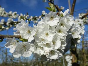 a close up of white flowers on a tree at Ferienwohnung Rudis Obstgarten in Jork