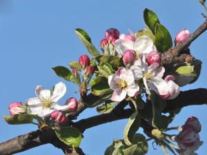 a branch of an apple tree with white flowers at Ferienwohnung Rudis Obstgarten in Jork