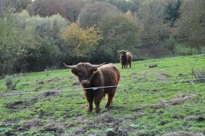 two cows are standing in a grassy field at FEWO Geisbergblick in Zeegendorf