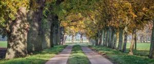 a tree lined road with trees on either side at Fewo`s Mehlberg Binz in Binz
