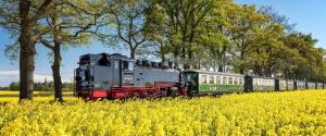 a train traveling through a field of yellow flowers at Fewo`s Mehlberg Binz in Binz