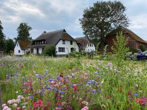 a field of flowers in front of a house at Ruegen_Fewo 233 in Groß Zicker