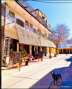 a dog on a leash in front of a building at Cafayate Backpackers in Cafayate