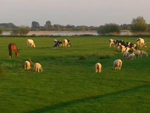 a herd of sheep and horses grazing in a field at Best of Kollmar - Apartment mit Terrasse für 2 Personen absolut ruhig in Kollmar