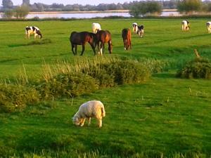 a herd of horses and a sheep grazing in a field at Best of Kollmar - Apartment mit Terrasse für 2 Personen absolut ruhig in Kollmar +27 photos